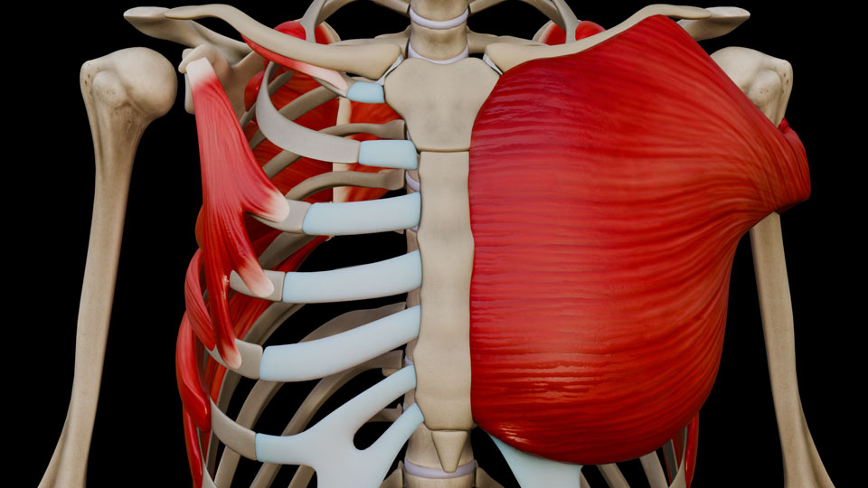 Pectoral Region III:\nMuscles